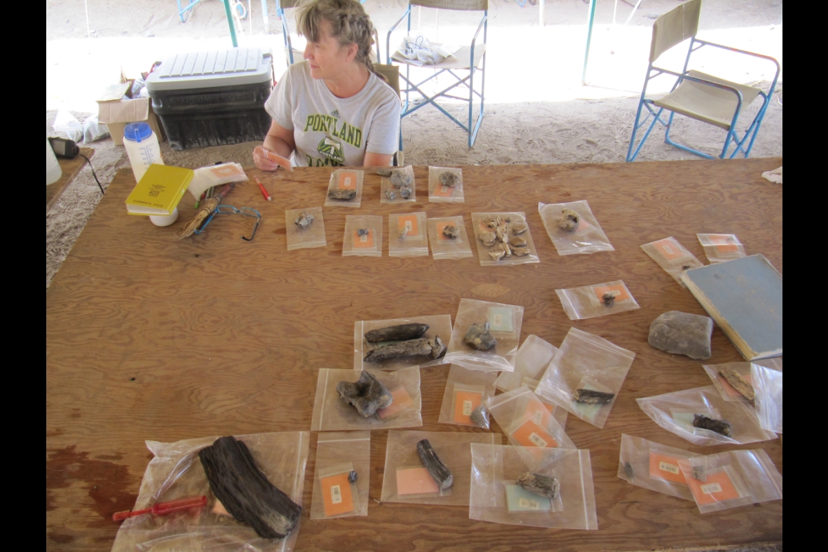 Woman seated at a table with fossils on it.